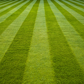 Lawn mowing - professional lawn mowing and lawn care services from Stanhope Gardens And Lawns