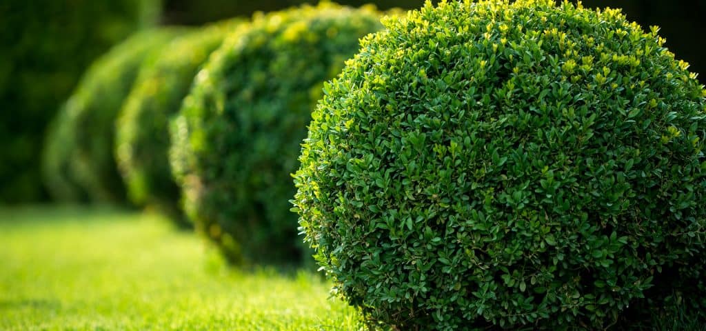 Professional garden and lawn care by Stanhope Gardens and Lawns
