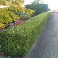Hedge trimming and shaping of shrubs Hedge trimming and shaping of shrubs
